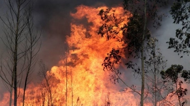 Psd Algarve Quer Responsabilidades Apuradas No Incendio De Monchique