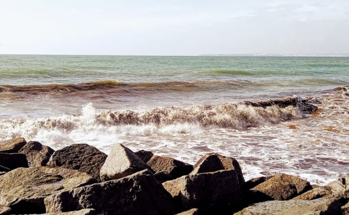 Alga Asiática Que Invade Costa Algarvia Prejudica Ecossistemas 3390