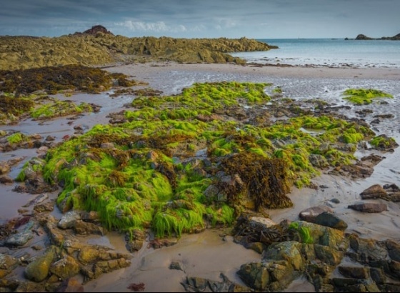 Concentração de algas em praias do Algarve não afeta qualidade da água 