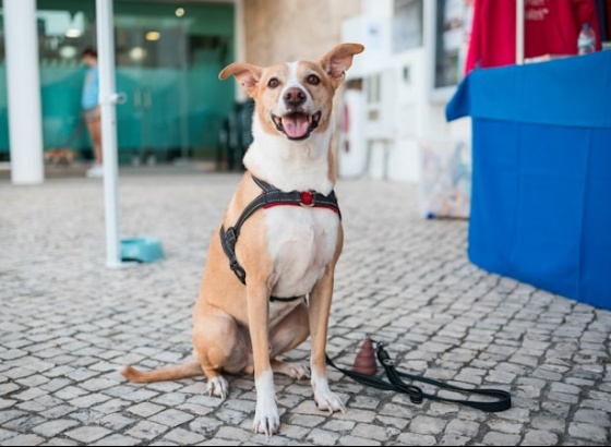 Dia Internacional do Animal assinalado em Quarteira com várias atividades