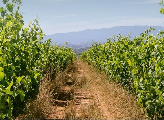 Lagoa Wine Tourism Forum regressa para a 2ª edição 