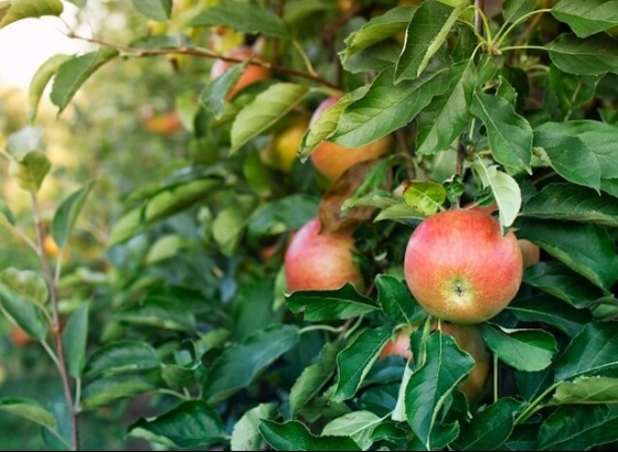 Projeto de revitalização das fruteiras tradicionais do Algarve apresenta conclusões em Tavira