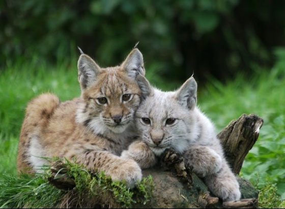 Em 15 anos nasceram em Silves 170 linces-ibéricos