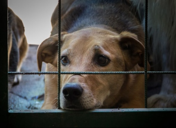 MP deduz acusação contra homem por maus-tratos a animais de companhia em Loulé 