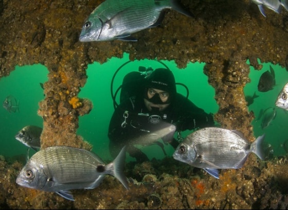 Algarve ambiciona ser destino internacional de mergulho 