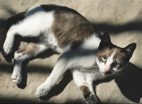 Publicado regulamento de cuidador de colónias de gatos do Município de Faro