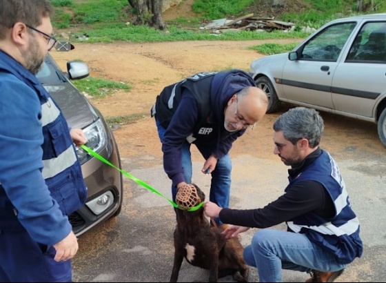 Autarquia e PSP de Faro recolheram animais errantes na via pública