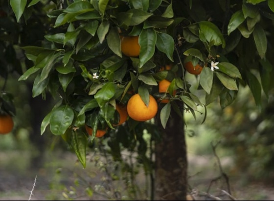 Produtores e autoridades unem-se para combater furto de pomares no Algarve