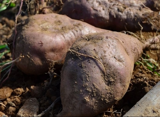 Câmara de Aljezur apoia produtores de Batata Doce