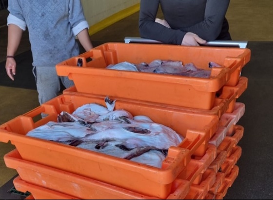 Mais de 200 quilos de tamboril apreendidos no porto de Pesca do Arade em Lagoa