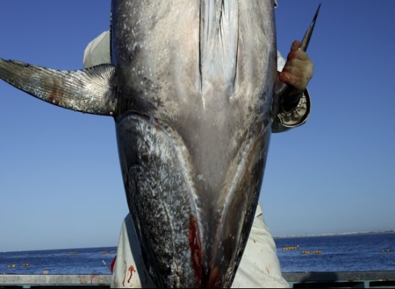 Retoma da pesca de atum no Algarve documentada em exposição fotográfica em Ílhavo