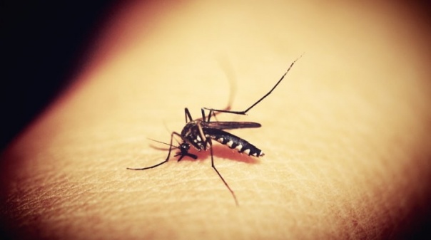 Impacto de mosquito invasor no Algarve ainda por perceber