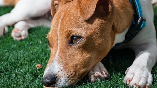 Saiba se o seu cão está com ansiedade