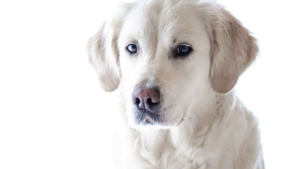 Como reagem os cães ao estado de espírito dos donos?