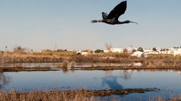 PAN Algarve apoia petição sobre Alagoas Brancas