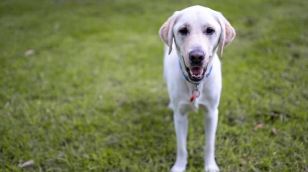 PSD satisfeito por anúncio de construção de parque canino em Portimão