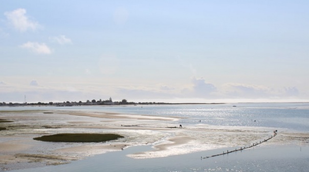 CDU defende respostas urgentes aos problemas dos mariscadores e viveiristas da Ria Formosa