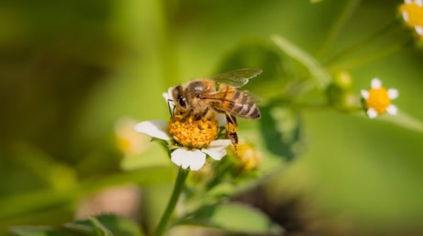 Querença debate crise planetária da biodiversidade