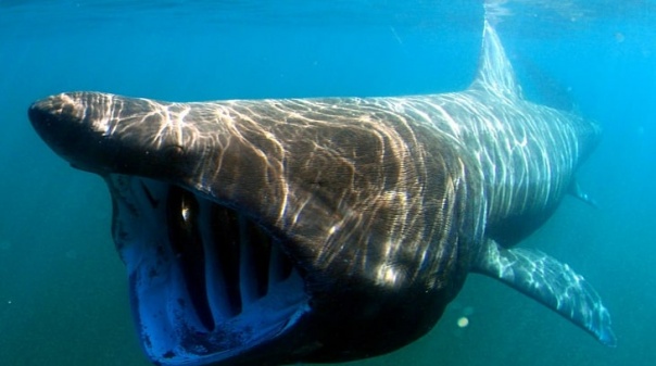 Tubarão gigante avistado em Tavira, "fotografado" ao largo de Viana do Castelo