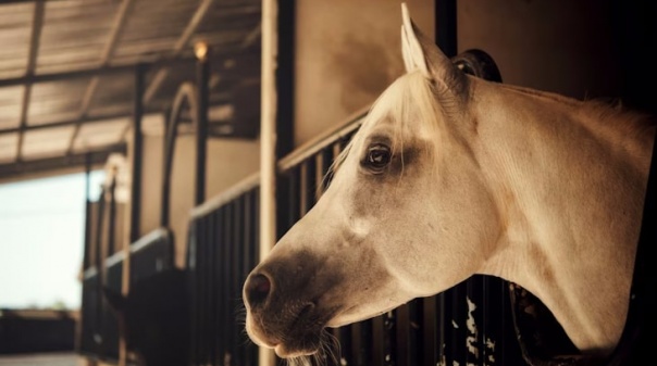 Marina de Albufeira acolhe espetáculos de homenagem ao cavalo lusitano