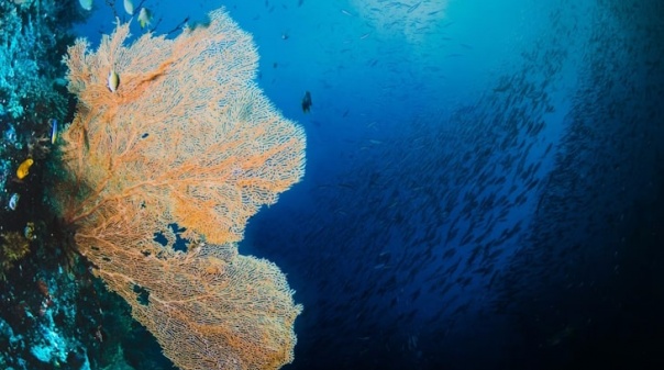 CCMAR e FOA contestam posição de pescadores contra criação de parque marinho