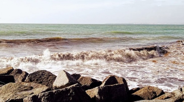 Praia da Rocha volta a ser invadida por algas "asiáticas"