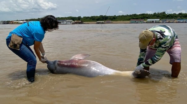 Zoomarine apoia missão de resgate e salvamento de golfinhos no rio Amazonas 