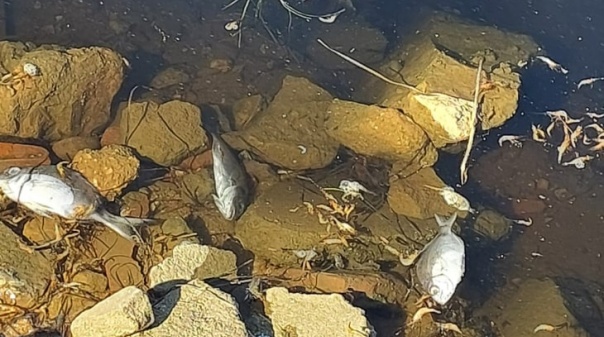 PAN solicita investigação sobre morte de espécies marinhas na Ria Formosa