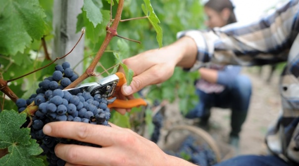 Vitivinicultores do Algarve contrariam a seca e aumentam produção