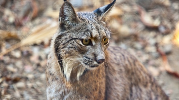 Exposição sobre o lince-ibérico vai estar patente na Biblioteca Municipal de Alcoutim