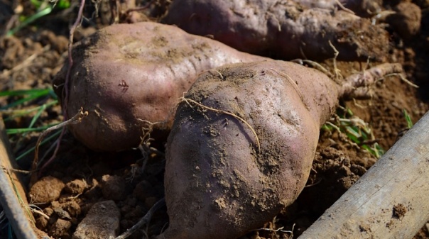 Município reforça apoios à  Associação de Produtores de Batata-Doce de Aljezur