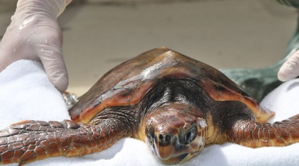 Zoomarine liberta tartarugas que chegaram com perda de peso e plástico no trato digestivo