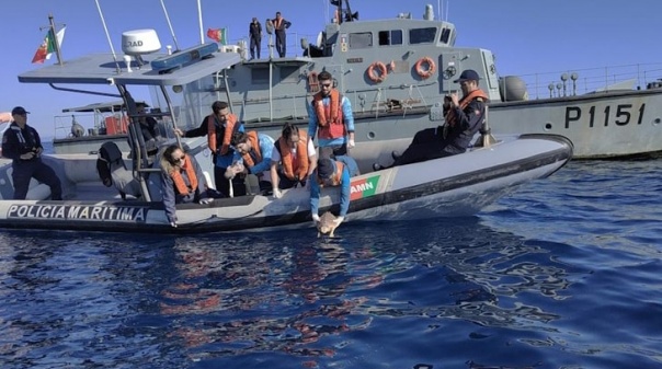 Marinha e a Autoridade Marítima Nacional colaboraram com o Zoomarine na devolução de tartarugas ao mar