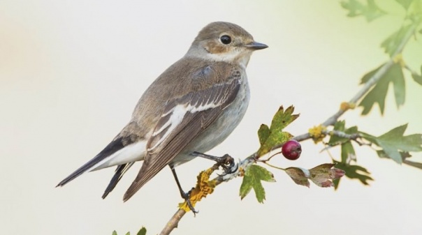 Município de Lagoa promove mais uma "Caminhada de Observação de Aves"