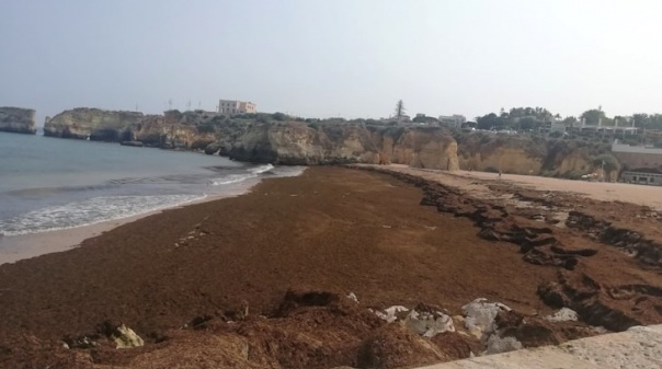 Municípios de Lagoa e Tarifa unidos no combate a alga marinha invasora