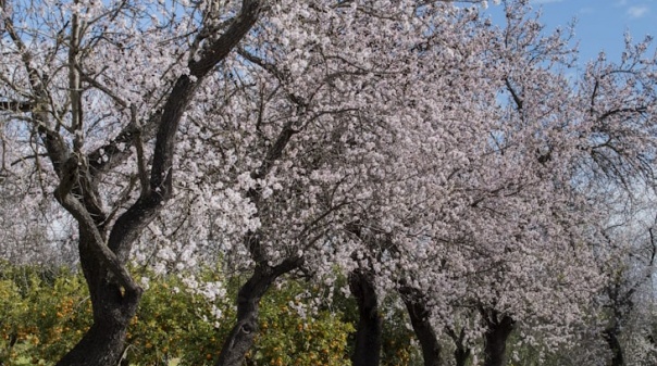 Seca: Imagem icónica das amendoeiras em flor no Algarve pode desaparecer se nada for feito