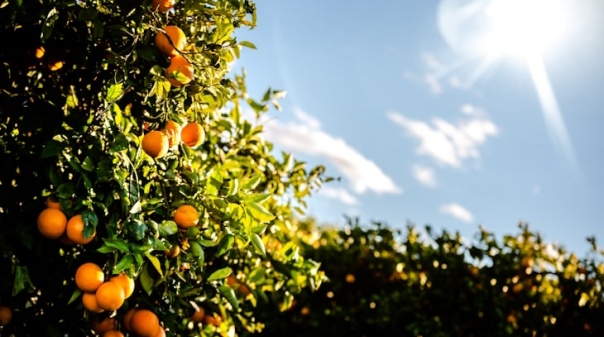 Seca: Produtores de laranja algarvios desesperados pedem ajuda para salvar produção