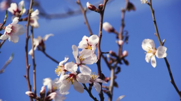 Festival das amendoeiras em flor realiza-se em Alta Mora