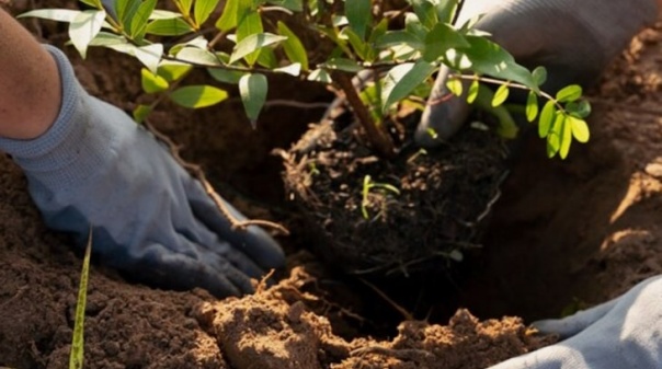 Câmara de Monchique faz o convite para ação de plantação no âmbito do projeto Life Relict