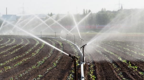 Seca: Agricultura algarvia precisará de apoios de 100 milhões de euros a manter-se cenário atual