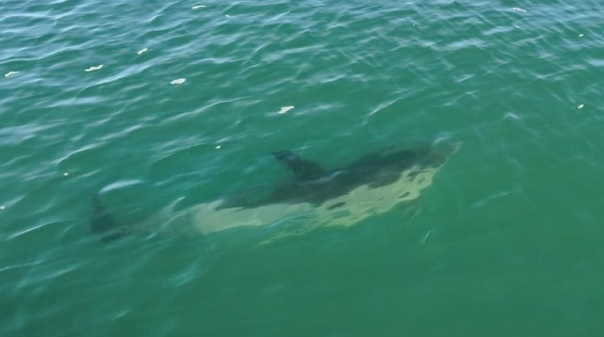 Resgatado golfinho preso em viveiro na ria de Alvor 