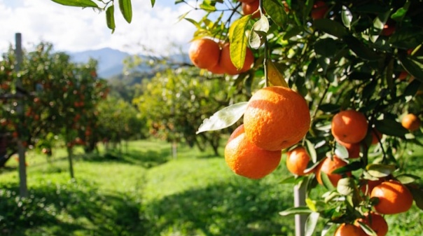 Seca: Cortes de água no Algarve ameaçam produção de 95 mil toneladas de frutos 