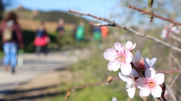 3ª edição do Festival das Amendoeiras em Flor do Algarve regressa a Alta Mora em fevereiro