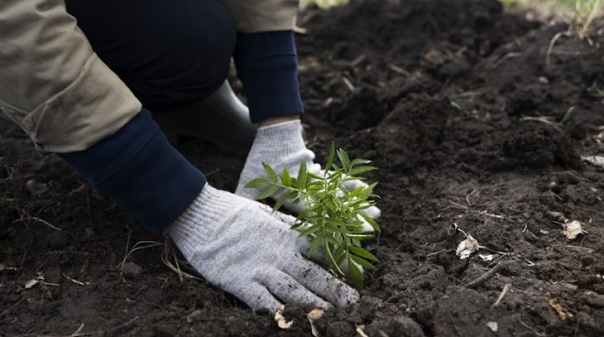 Infralobo e Vale do Lobo promovem plantação de árvores em área ardida em 2022