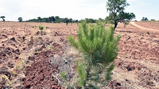 Câmara de Loulé lança campanha para plantar milhares de árvores com o apoio da população 