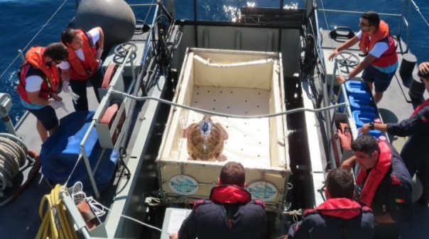 Marinha e Zoomarine libertam esta quinta-feira duas tartarugas ao largo de Portimão