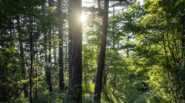 Monchique recebe seminário sobre sustentabilidade da floresta e da paisagem