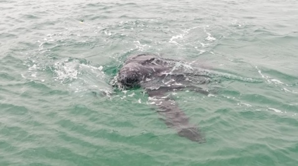 Tartaruga presa em rede de pesca resgatada ao largo da ilha do Farol  (C/Vídeo)