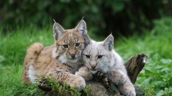 Lince-ibérico deixa de estar em perigo de extinção a nível ibérico 