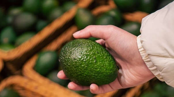 Odiáxere quer mais informação sobre plantação de abacates